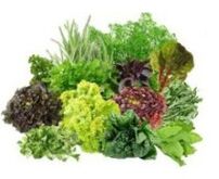 B9 B9 վիտամիններ ուղեղի համար